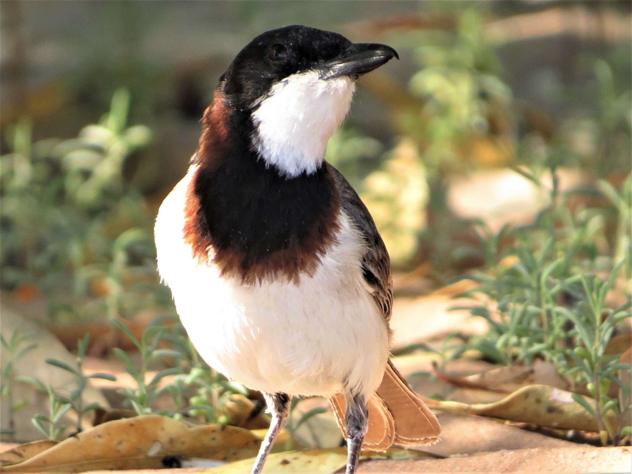 White-breasted Whistler (Pachycephala lanioides), photo 9
