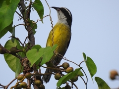 Coereba flaveola caboti