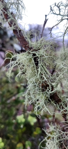 Usnea, 2024-04-02