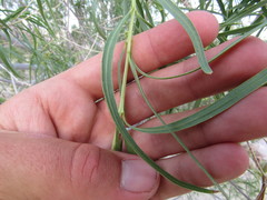 Chilopsis linearis arcuata