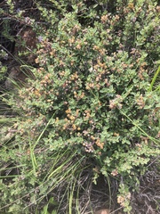 Ceanothus sonomensis