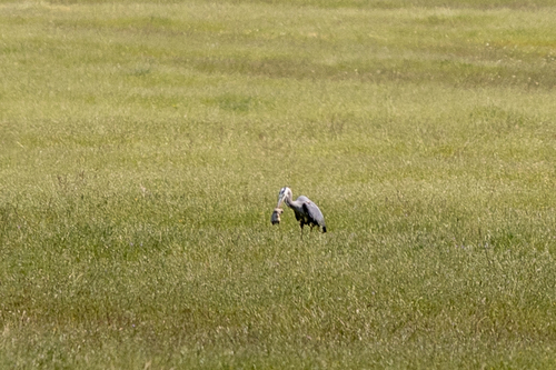 iNaturalist observation photo of Great Blue Heron
