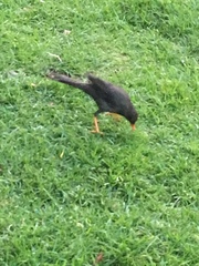 Turdus fuscater gigas