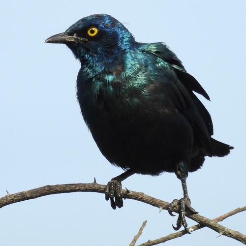 Estornino de El Cabo (Lamprotornis nitens)