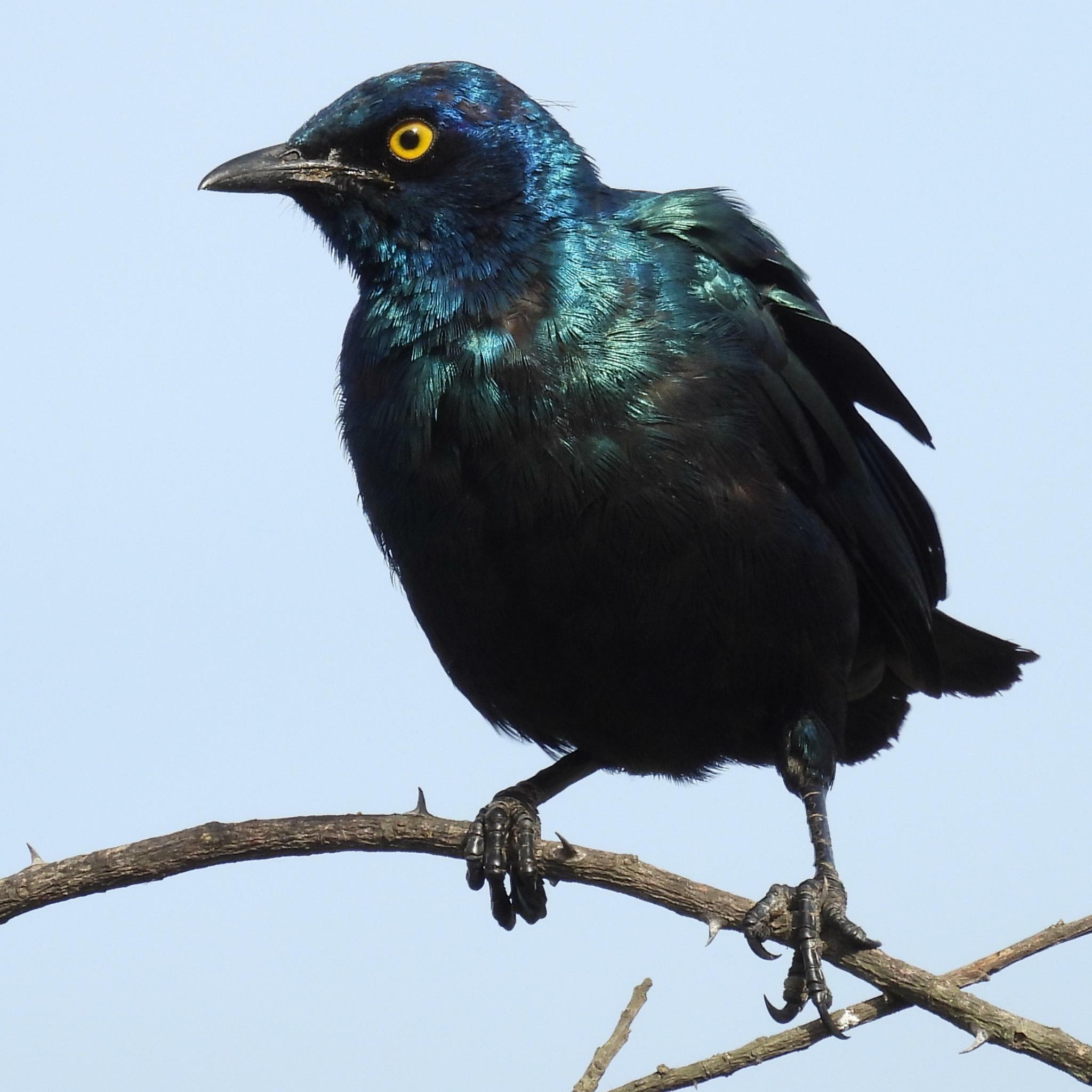 Cape Starling (Lamprotornis nitens)