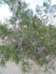 Chilopsis linearis arcuata