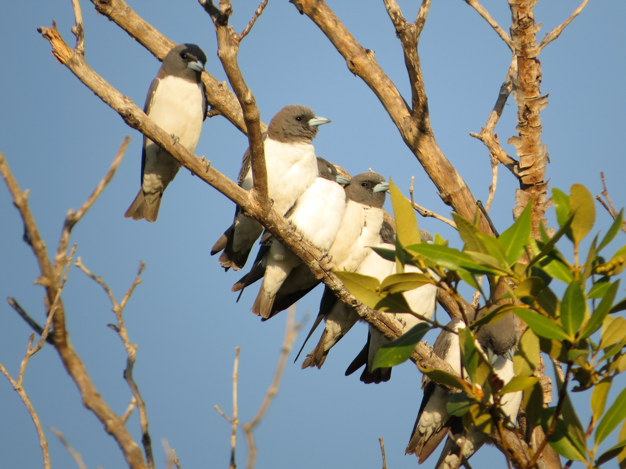 White-breasted Woodswallow illustration