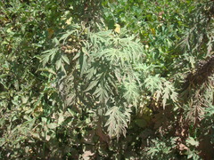 Ambrosia arborescens