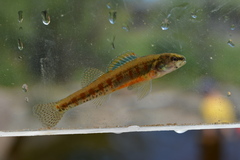 Etheostoma exile