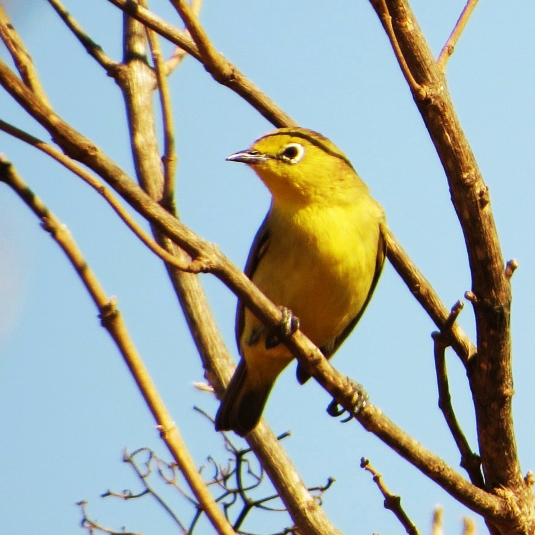 Australian Yellow White-eye illustration