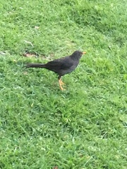 Turdus fuscater gigas