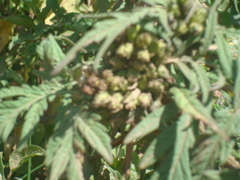 Ambrosia arborescens