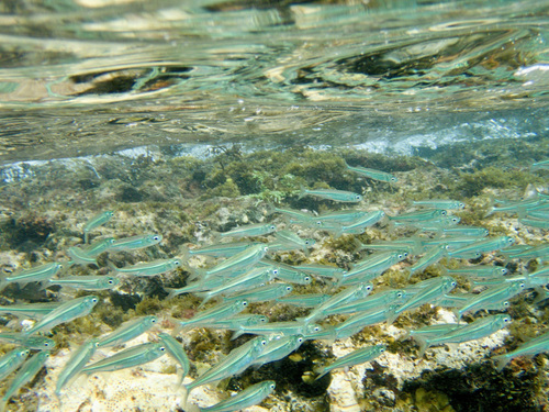 Hardhead silverside (Atherinomorus stipes) — Atherinidae — 5
