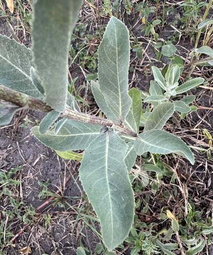 Linzia glabra, photograph 3