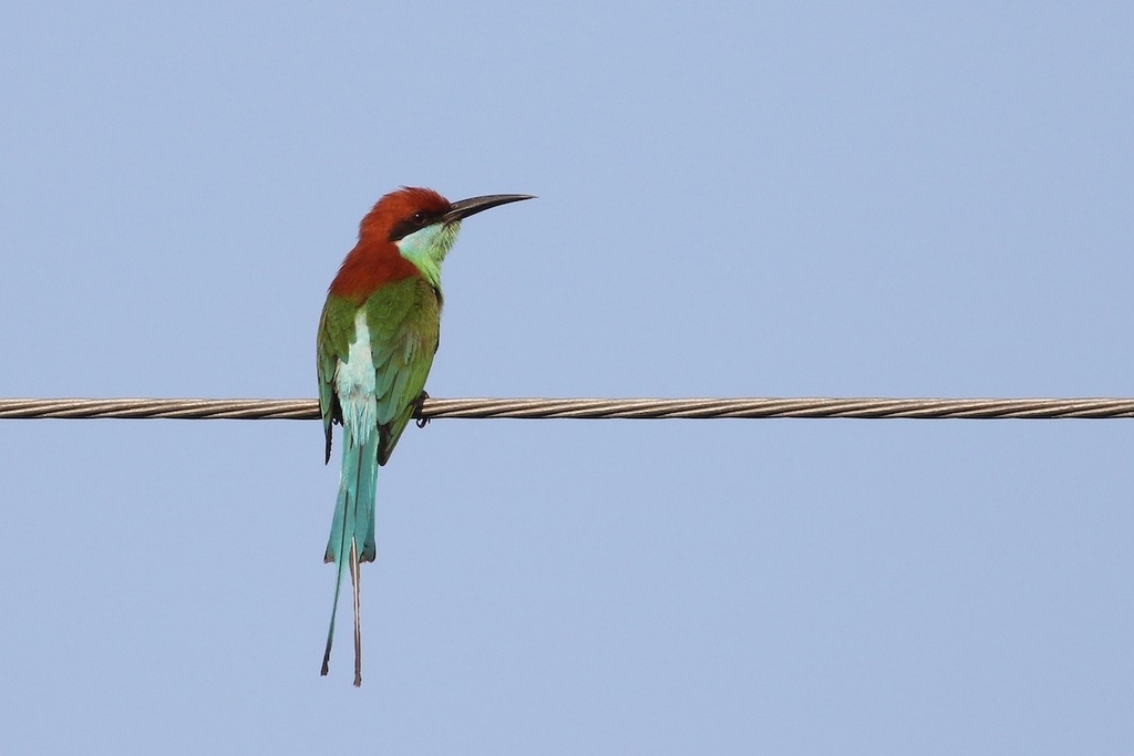 Rufous-Crowned Bee-Eater