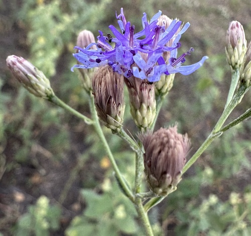 Linzia glabra, photograph 4