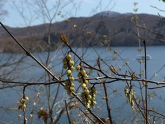 Stachyurus praecox