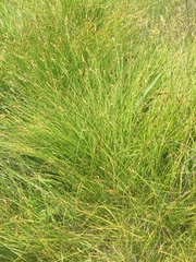 Carex tumulicola