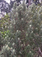 Linochilus rosmarinifolius