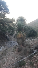 Yucca carnerosana