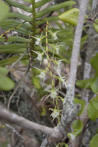 Oeoniella aphrodite