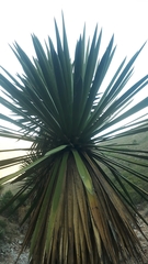 Yucca carnerosana