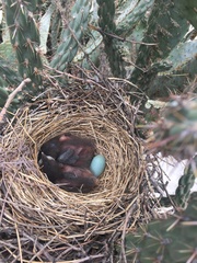 Toxostoma curvirostre