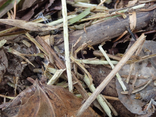 Eastern Heather Vole