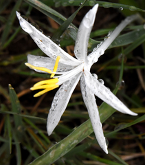 Leucocrinum montanum