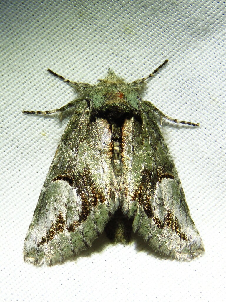 Cecrita belfragei