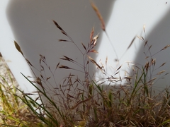 Deschampsia danthonioides