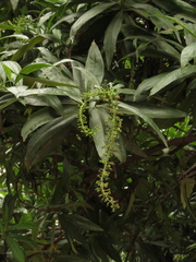 Escallonia pendula