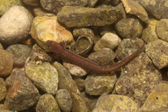 San Marcos Salamander photo 2