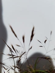 Deschampsia danthonioides