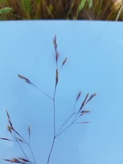 Deschampsia danthonioides