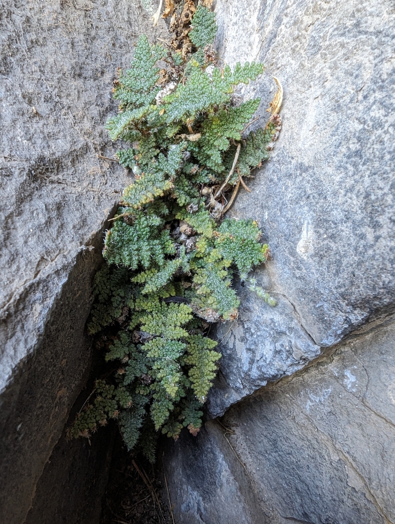 Core covillei clade