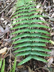 Dryopteris fuscoatra