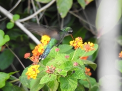 Cynanthus forficatus