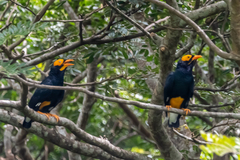 Yellow-Faced Myna photo 2