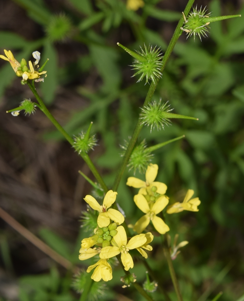 Succowia balearica