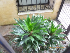 Dracaena fragrans compacta