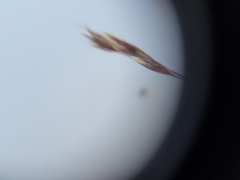 Deschampsia danthonioides