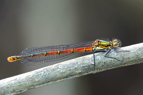 Large Red Damselfly, photo 6 of 10