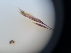 Deschampsia danthonioides