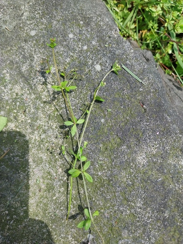 Galium trachyspermum iNat (3)