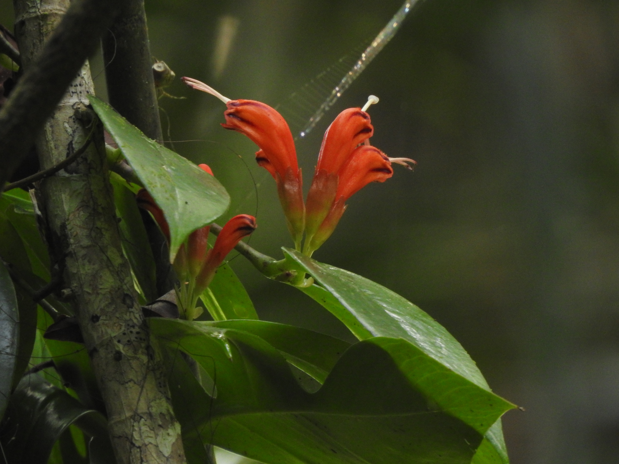 Aeschynanthus parasiticus (Roxb.) Wall.