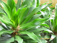 Dracaena fragrans compacta