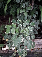 Polyscias guilfoylei