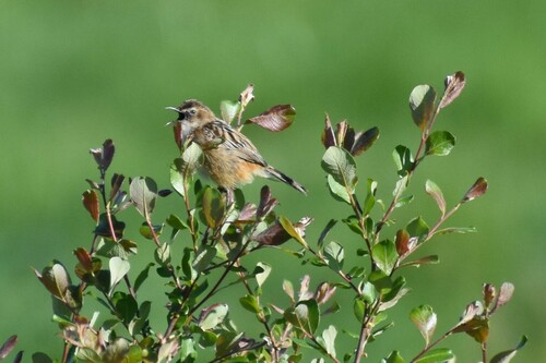 Cistícola buitrón (Cisticola juncidis)