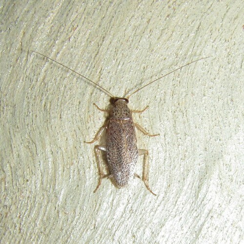 Balta scripta